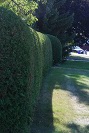 Well trimmed hedge